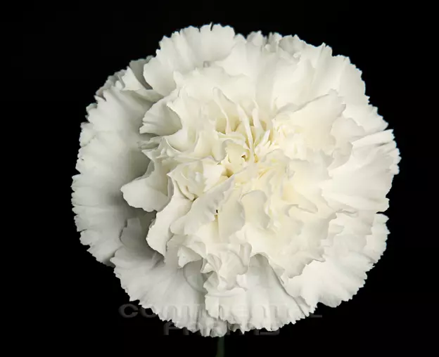 Carnations Standard White