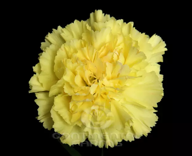 Carnations Standard Yellow
