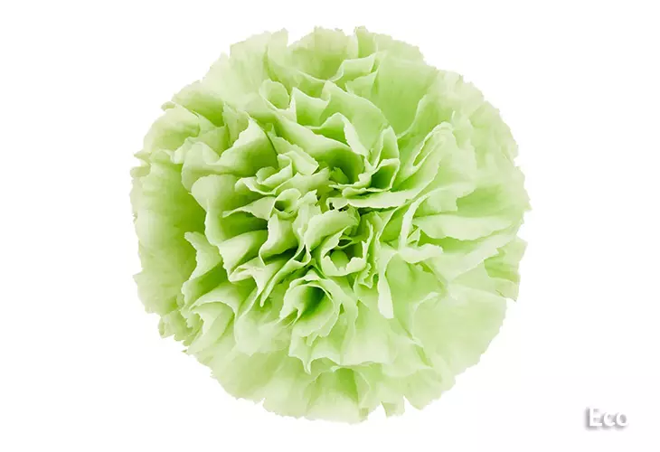 Carnations Standard Green