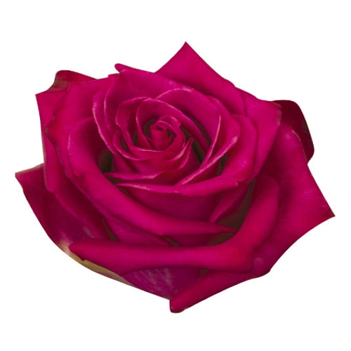  Roses 50cm Hot Pink Voyage