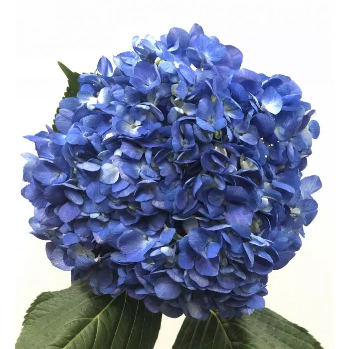 Hydrangea Shocking Blue Premium