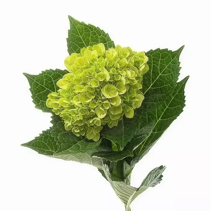 Hydrangea Dark Mini Green