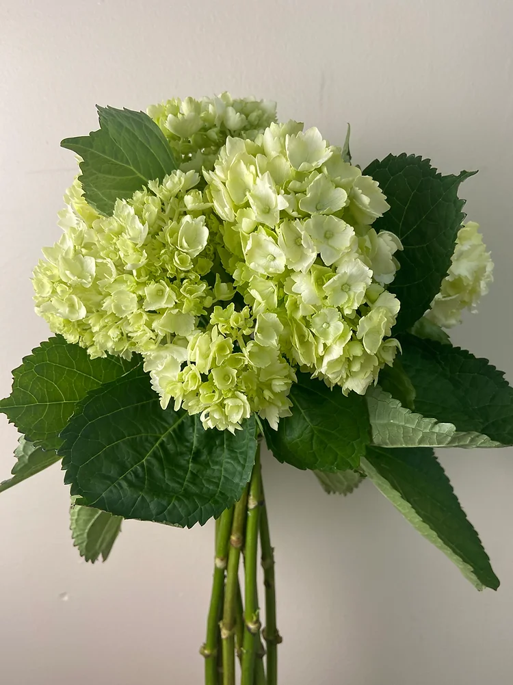 Hydrangea Green Premium