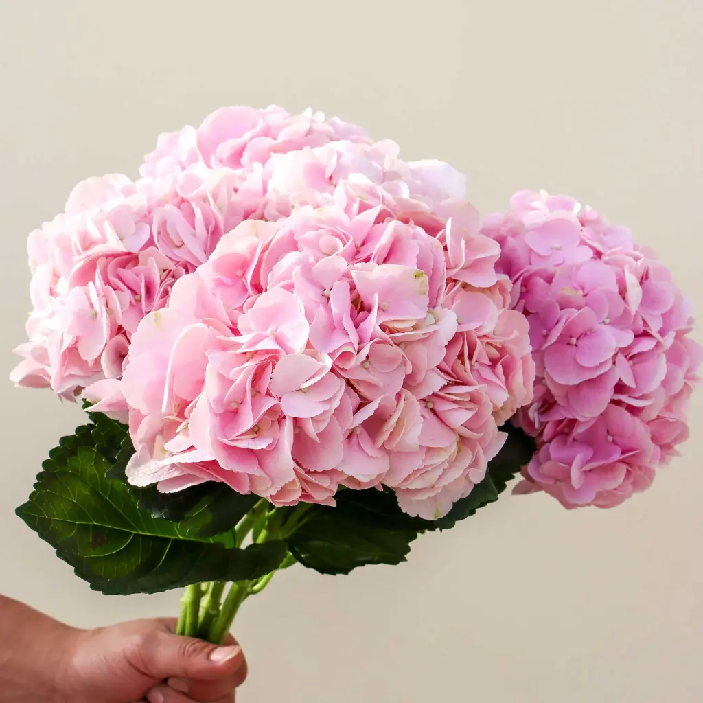 Hydrangea Pink Premium