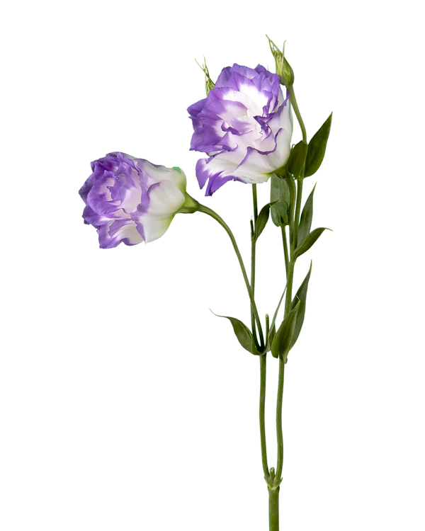 Lisianthus Bicolor Purple