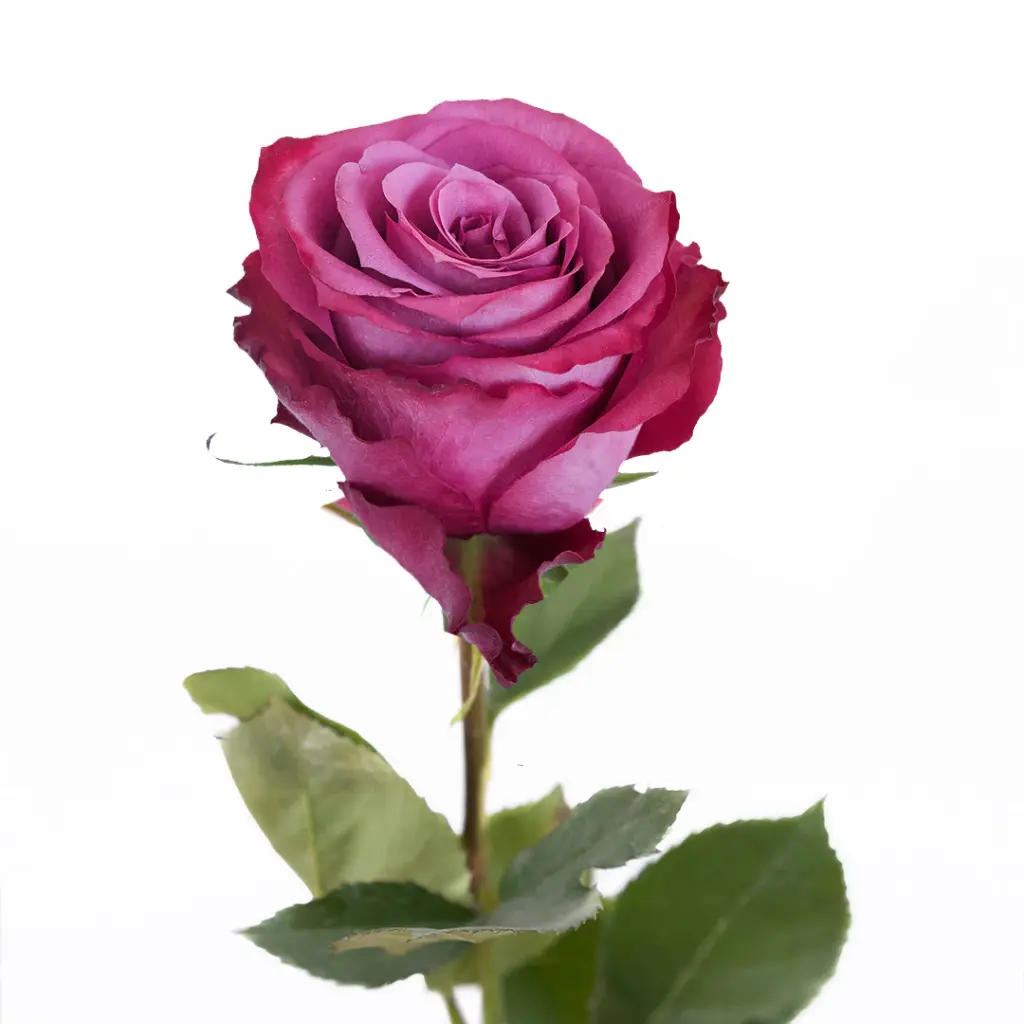  Roses 50cm Purple Blueberry