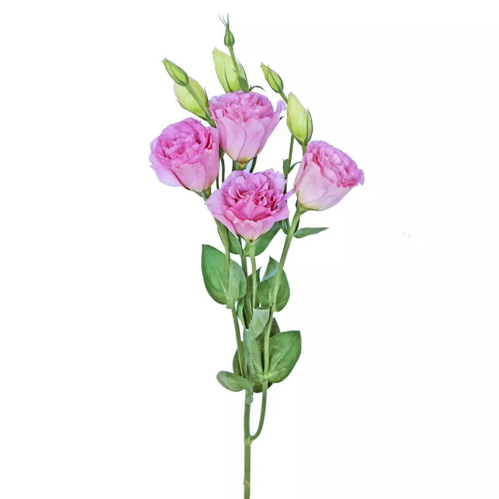 Lisianthus Pink