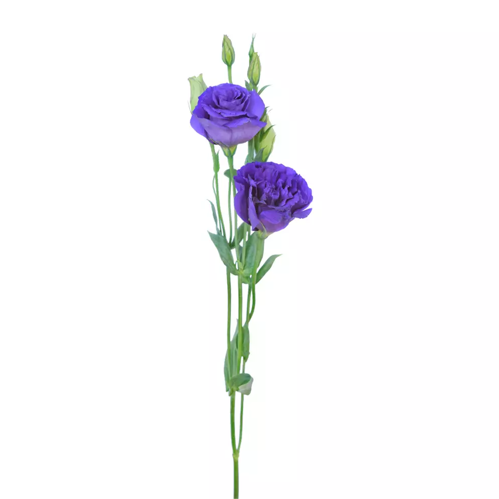 Lisianthus Purple