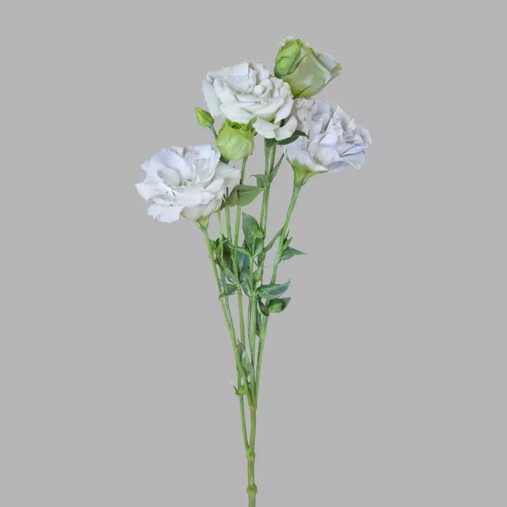 Lisianthus White