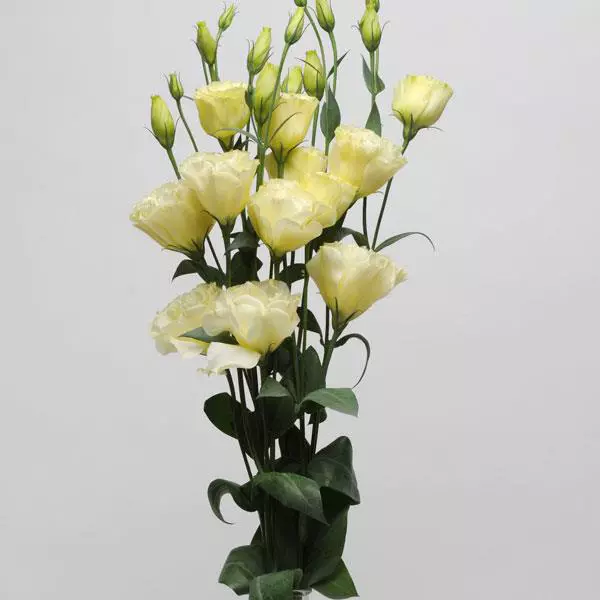 Lisianthus Yellow