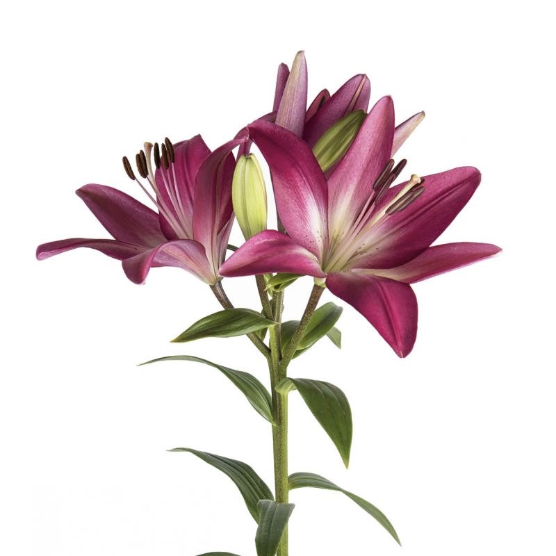 Lily LA Hot Pink