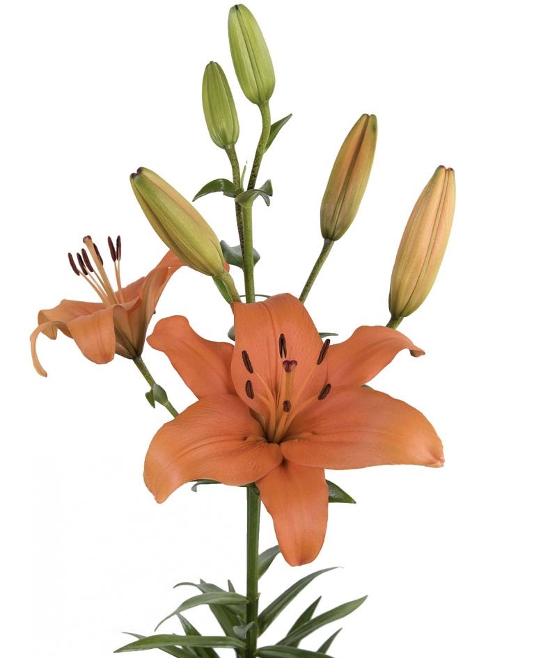 Lily LA Orange