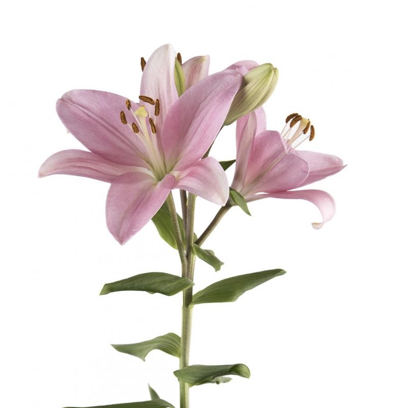 Lily LA Pink