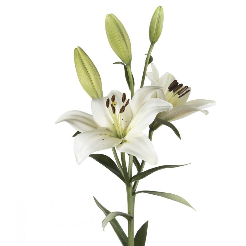 Lily LA White