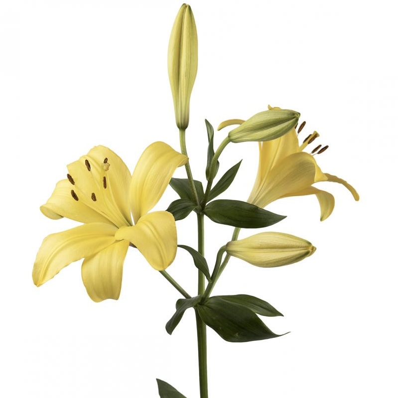 Lily LA Yellow