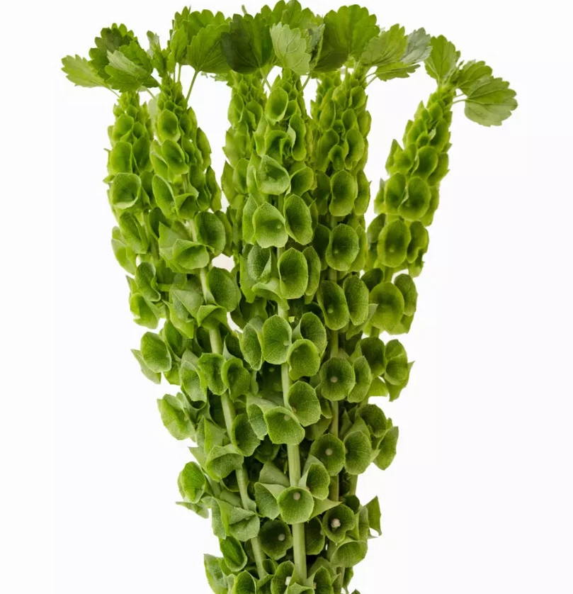 Bells of Ireland 90cm