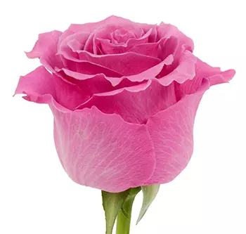  Roses 50cm Lavender Breathless