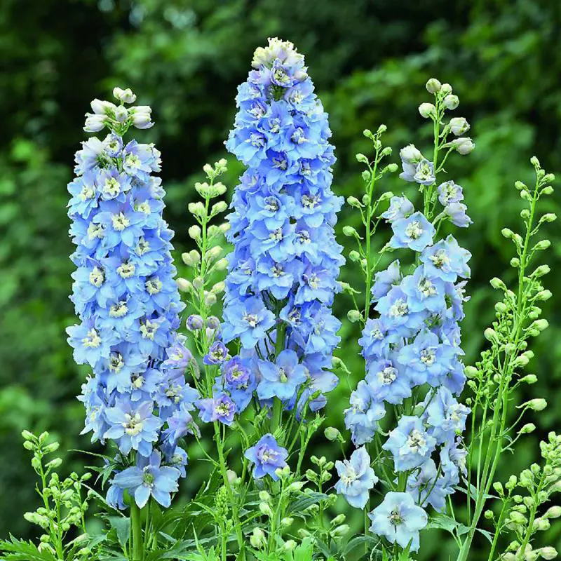 Delphinium 90cm Light Blue