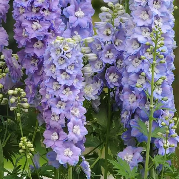 Delphinium 90cm Lavender