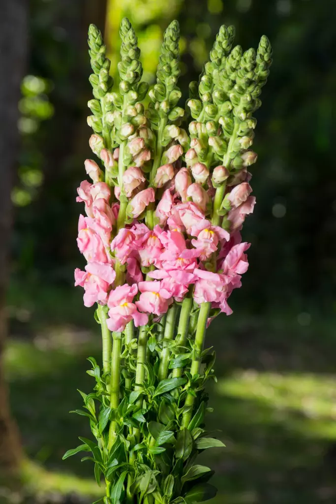 Snapdragons Perfection Pink