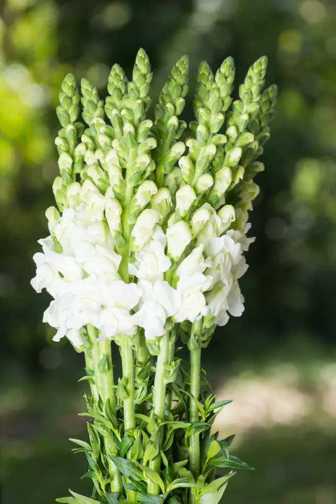 Snapdragons Perfection White