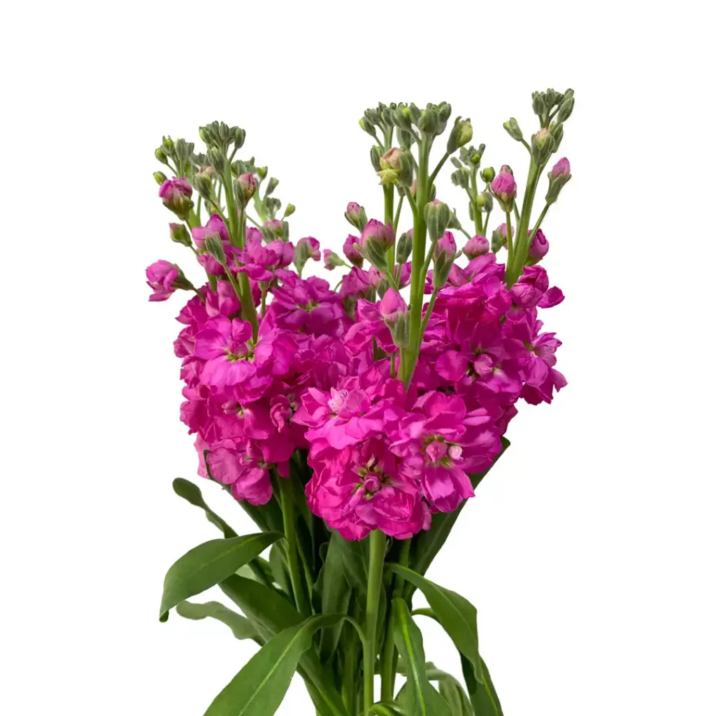 Stock 70cm Hot Pink