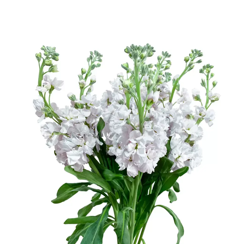 Stock 70cm White