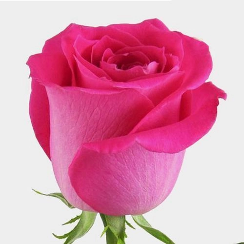  Roses 40cm Hot Pink