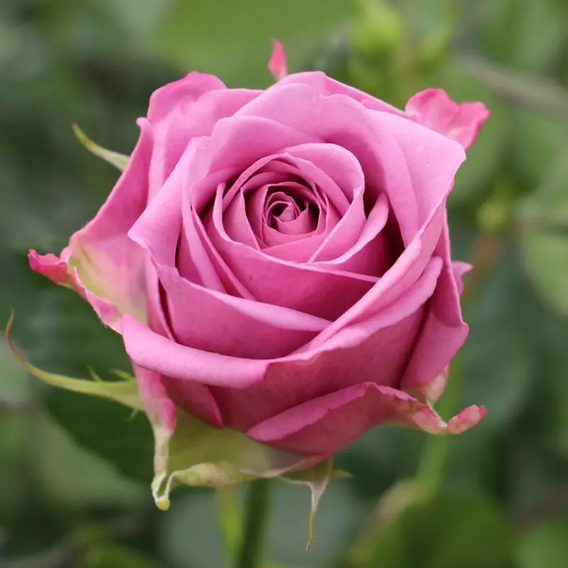  Roses 50cm Lavender Cool Water