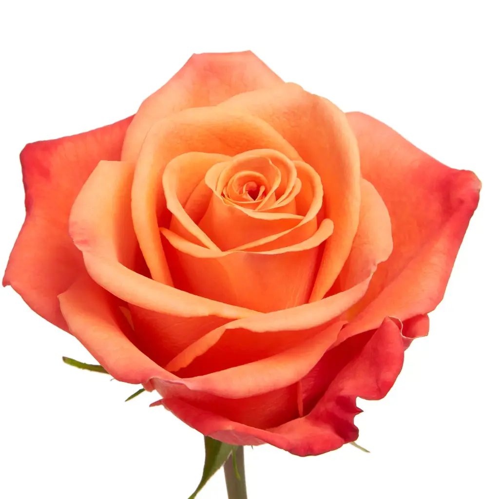  Roses 40cm Orange