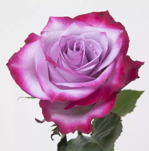  Roses 40cm Purple