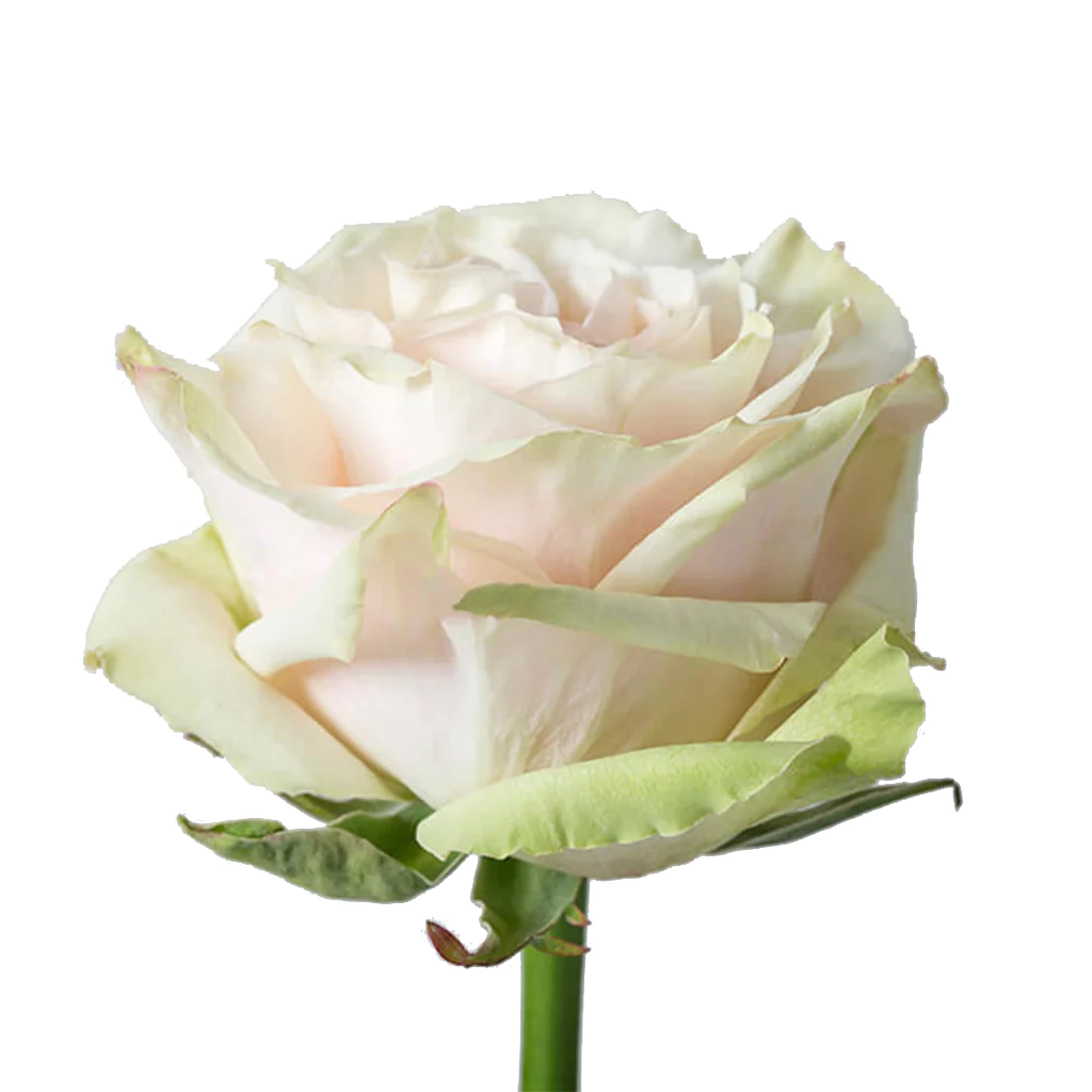 Roses 50cm Garden Like Bicolor Country Secret