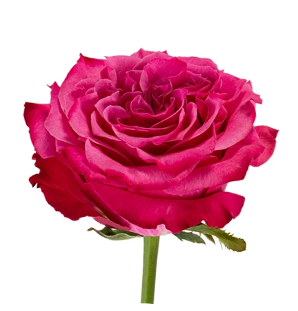  Roses 50cm Garden Like Hot Pink Country Blues 
