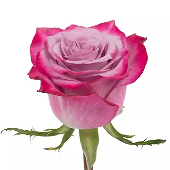  Roses 50cm Lavender Deep Purple