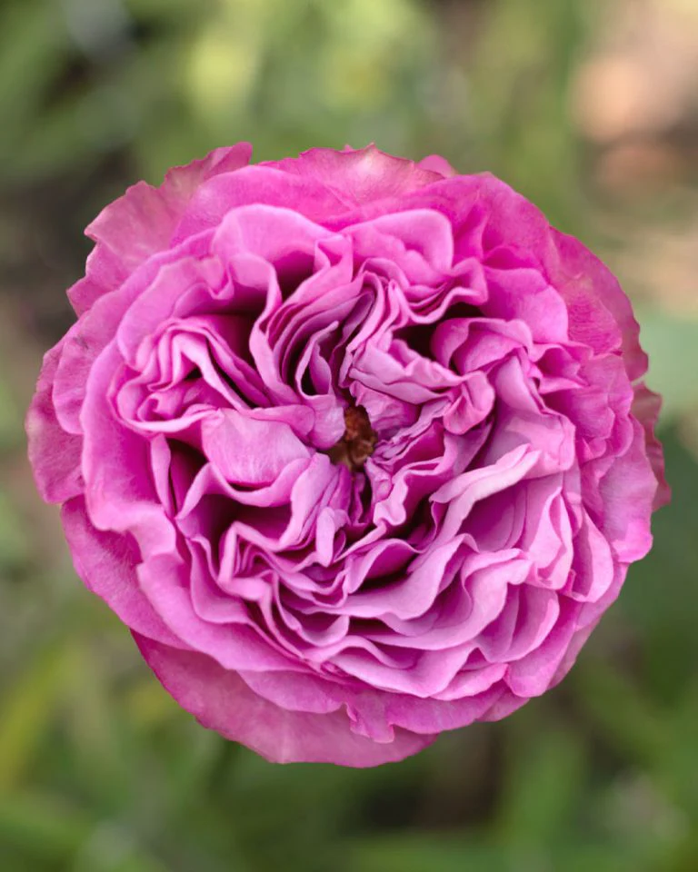 Roses Premium Lavender Queen Crown