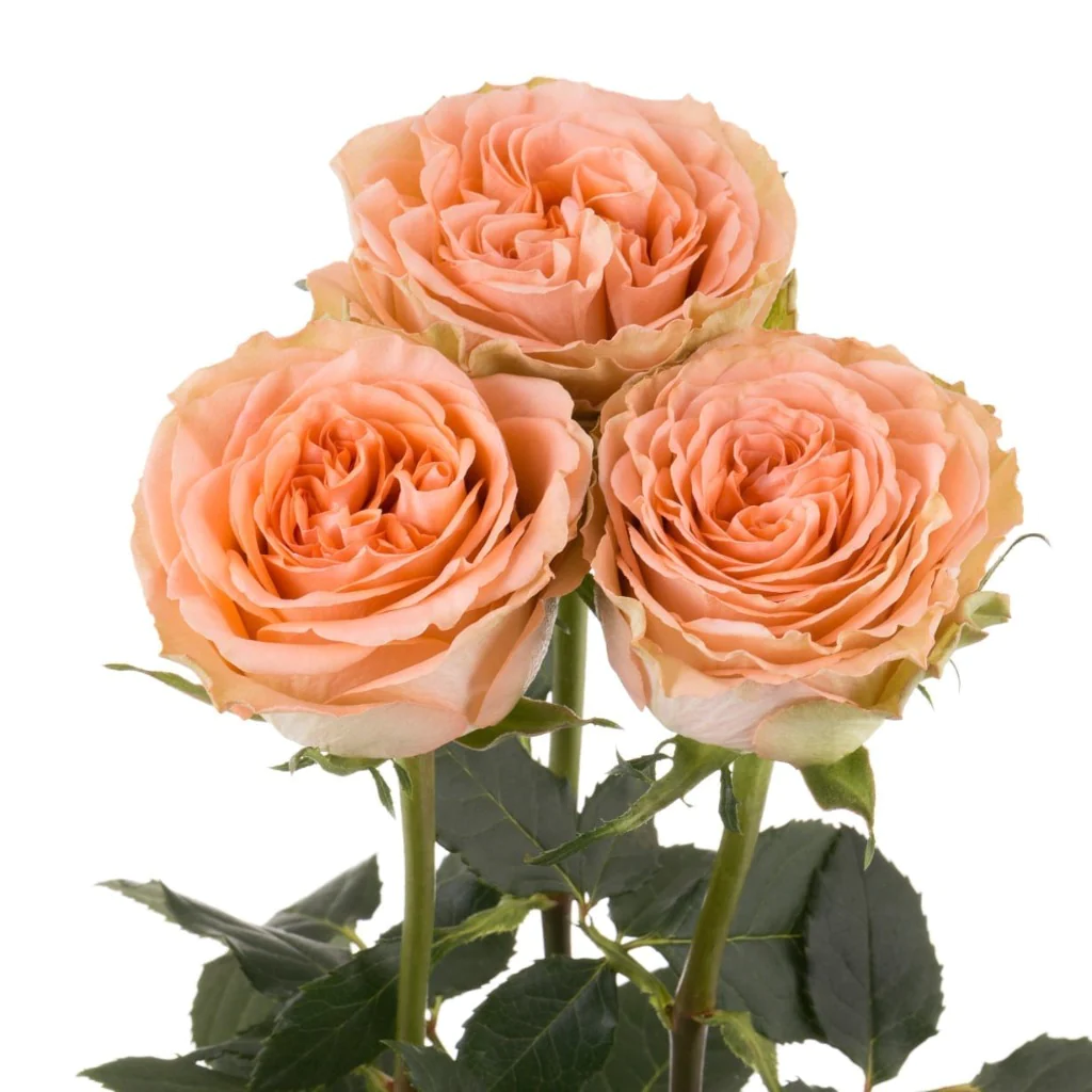  Roses 50cm Garden Like Peach Country Home