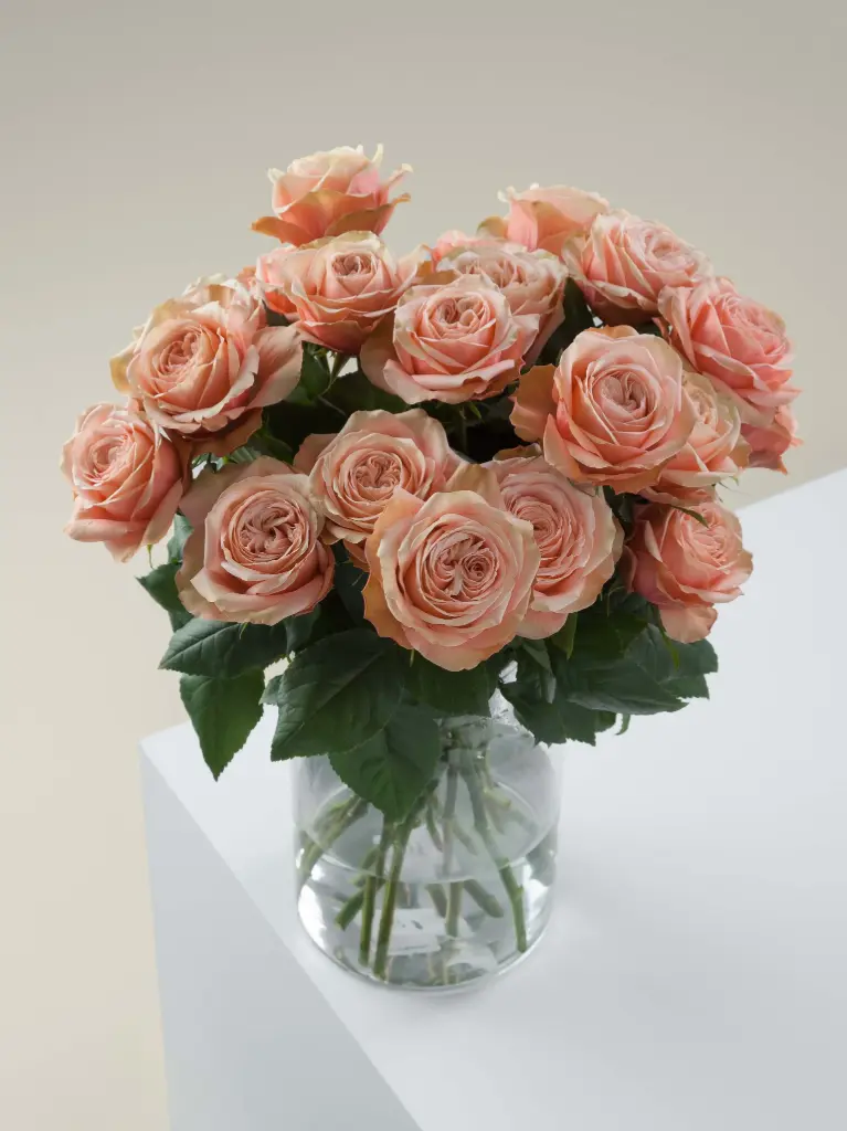  Roses Premium Peach Kahala