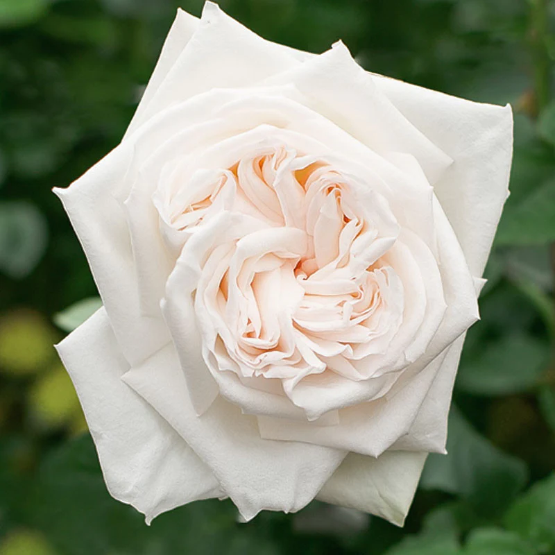 Roses Premium White O'hara