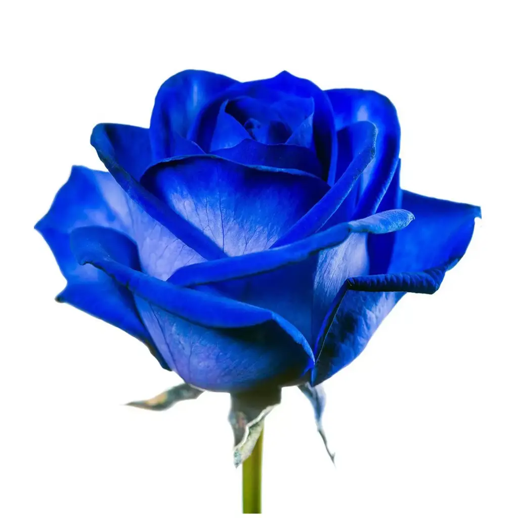  Roses Tinted 50cm Blue