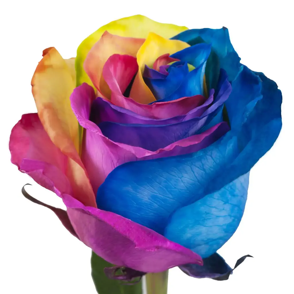  Roses Tinted 50cm Rainbow