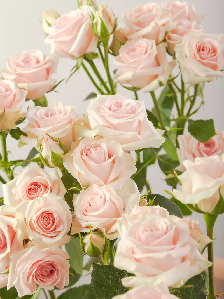 Spray Roses 50cm Blush Starblush