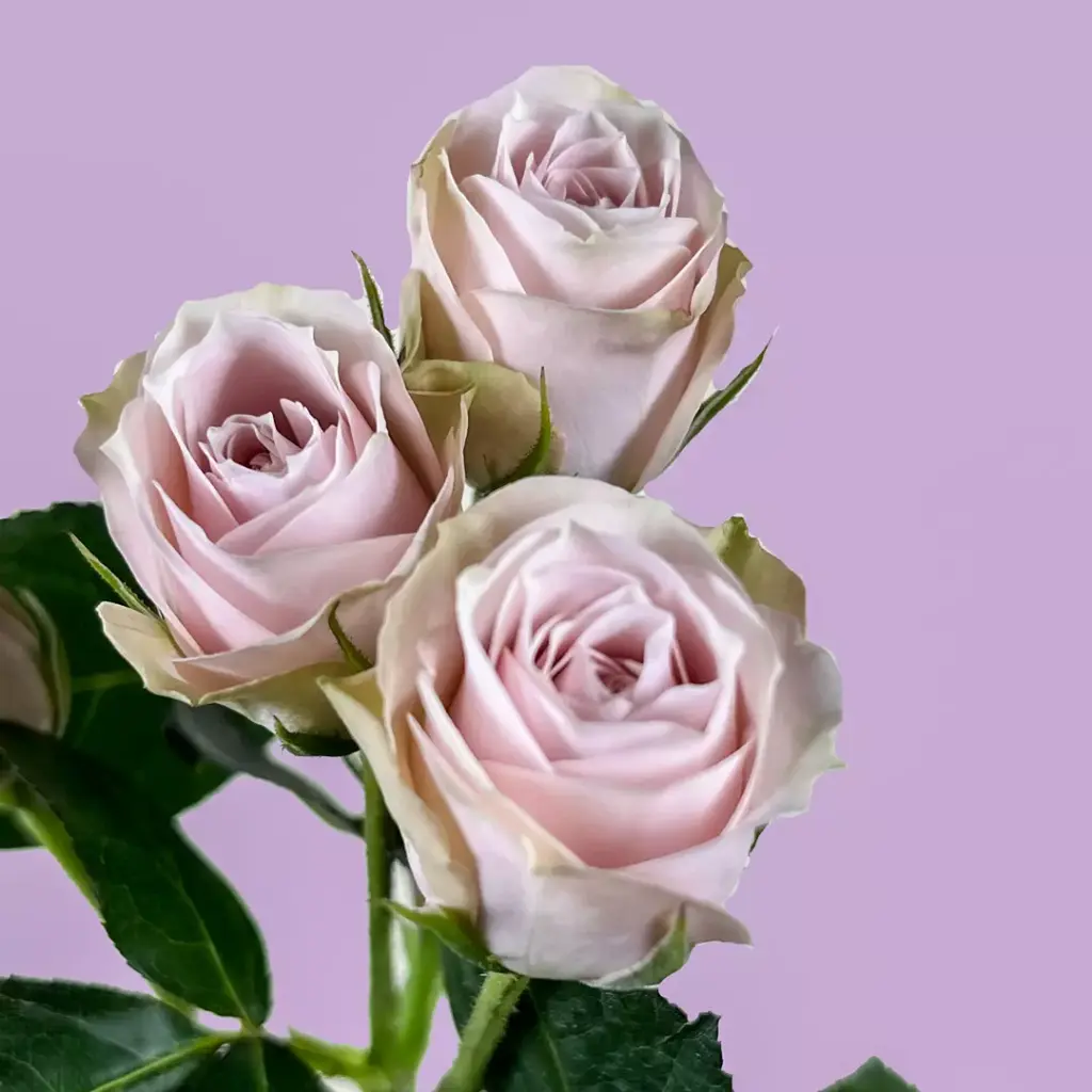 Spray Roses 50cm Peach Charming Irishka
