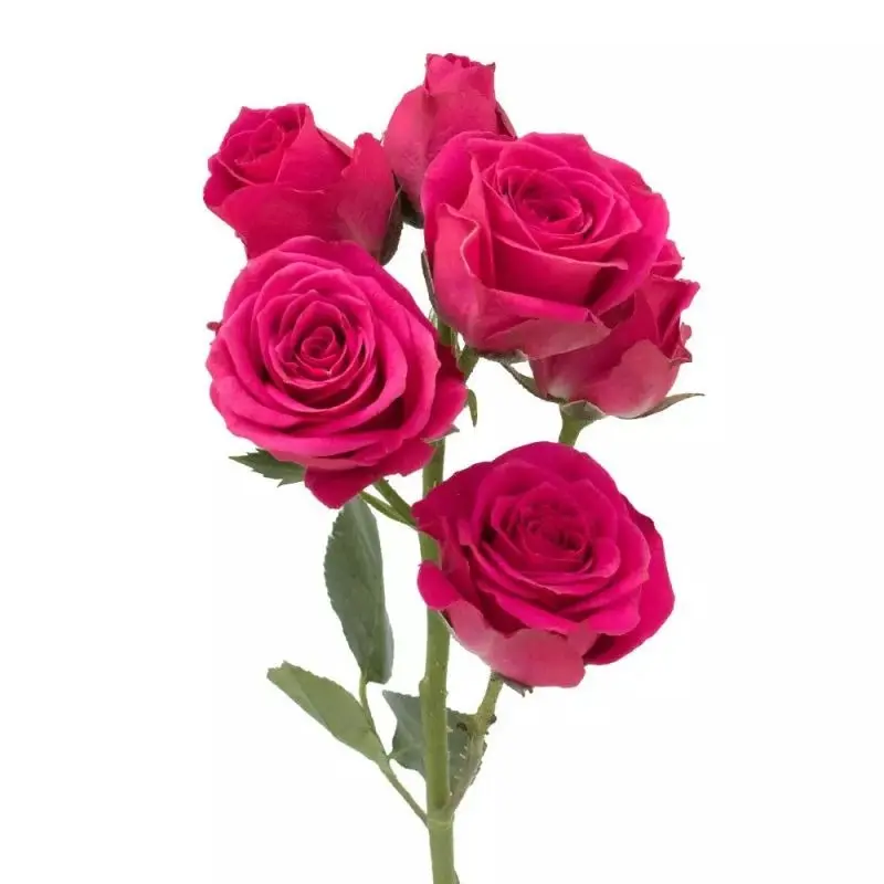  Spray Roses 50cm Hot Majolika