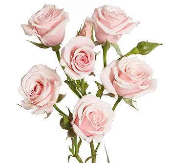 Spray Roses 50cm Pink Majolika