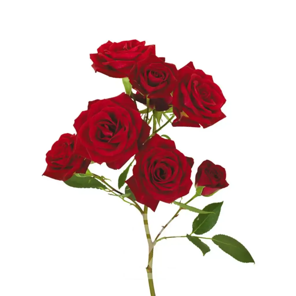  Spray Roses 50cm Red Hot Desire