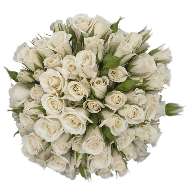 Spray Roses 50cm White Champagne Majolika