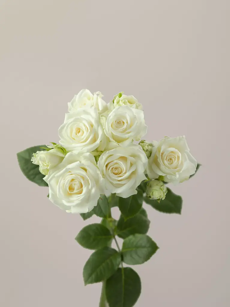 Spray Roses 50cm White Sweet Dreams