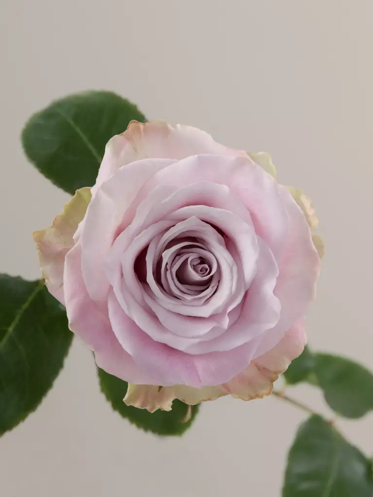  Roses 50cm Lavender Faith