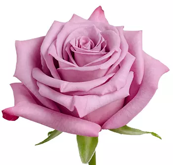  Roses 50cm Lavender Moody Blues