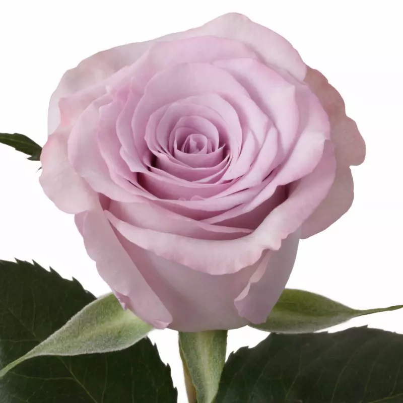  Roses 50cm Lavender Ocean Song